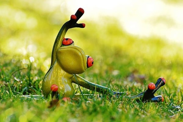 Les bienfaits du yoga pour les animaux