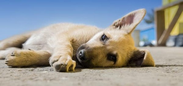 Comment intégrer les animaux dans une séance de yoga ?